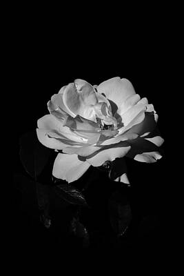 Iceberg rose by Charles Lupica Iceberg rose by Charles Lupica