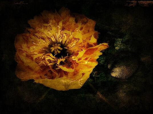 Icelandic Poppy 2 by Tracy Thomas Icelandic Poppy 2 by Tracy Thomas