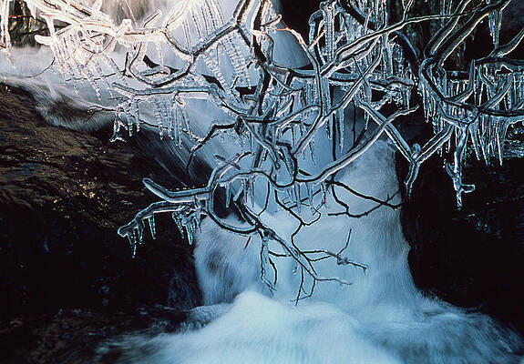 Wall Art - Photograph - Icicles On Branches by Science Photo Library