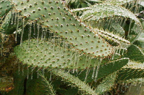 Wall Art - Photograph - Icicles On Cacti by Science Photo Library