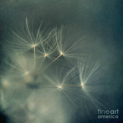 Wall Art - Photograph - If I had one wish by Priska Wettstein