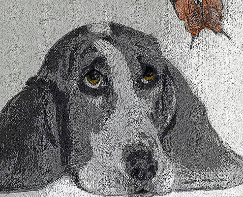 If Only Ears Were Wings by Micki Davis