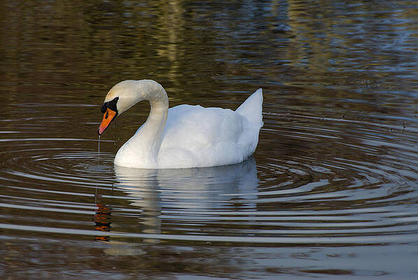  Photograph - Serene by Dave Byrne