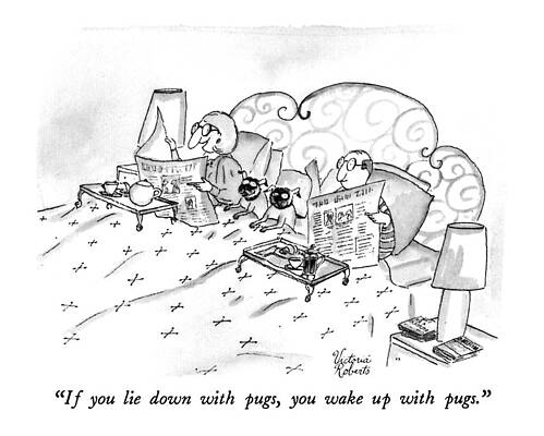 Wall Art - Drawing - If You Lie Down With Pugs by Victoria Roberts