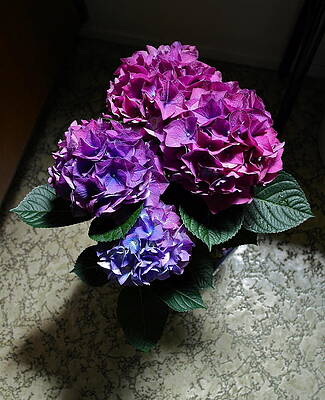Wall Art - Photograph - Illuminated Hydrangea by Michele Myers