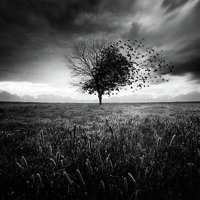 Wall Art - Photograph - Illusion D'un Printemps Perdu by Sebastien Del Grosso