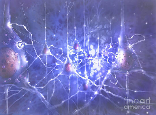 Wall Art - Photograph - Illustration Depicting Pyramidal Neurons by Jim Dowdalls