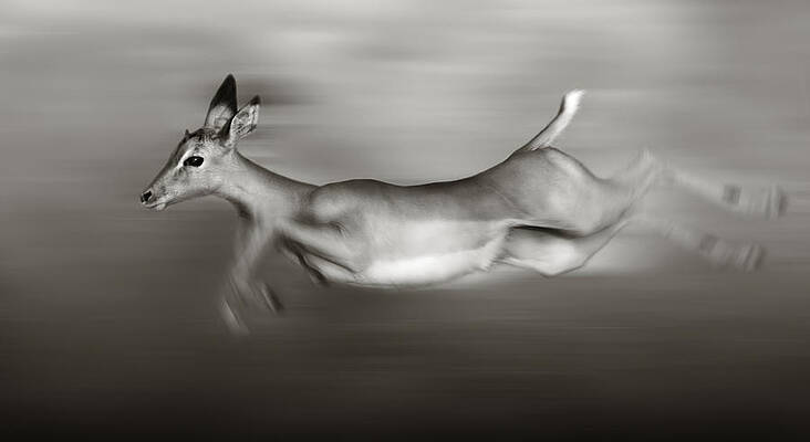 Wall Art - Photograph - Impala running  by Johan Swanepoel