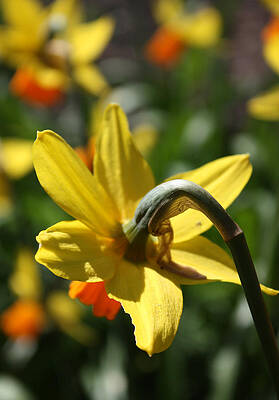 Imperfect Daffodil by Gerry Bates Imperfect Daffodil by Gerry Bates
