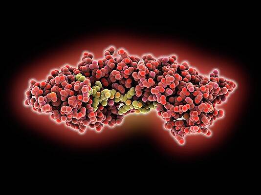 Wall Art - Photograph - Importin And Nucleoplasmin Complex by Science Photo Library