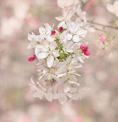 Wall Art - Photograph - In A Moment by Kim Hojnacki