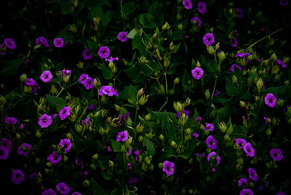In Bloom by Swift Family In Bloom by Swift Family