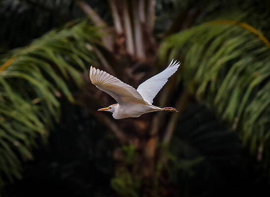 In Flight by Greg Waddell In Flight by Greg Waddell