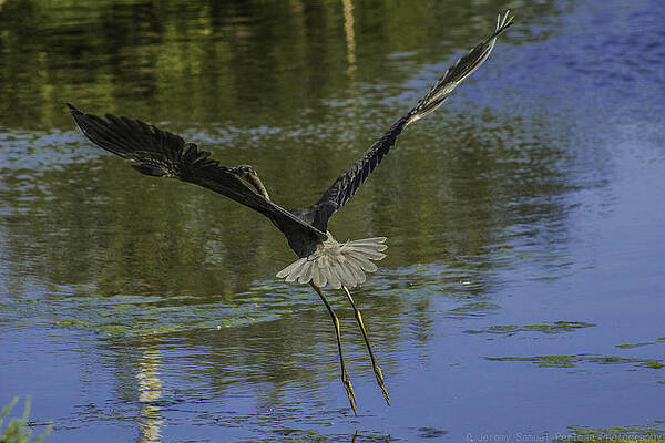 In Flight by Jeremy Perlman