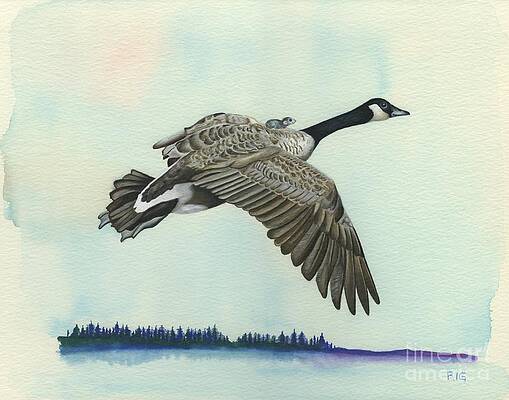In Flight by Rosellen Westerhoff In Flight by Rosellen Westerhoff