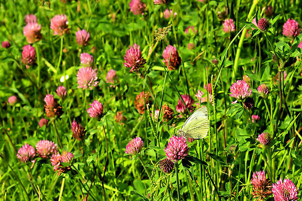 Green Photograph - In The Clover by Mark Callanan