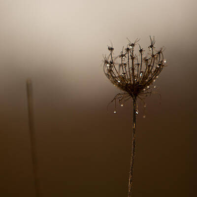 In The Fog by Phil Dyer In The Fog by Phil Dyer