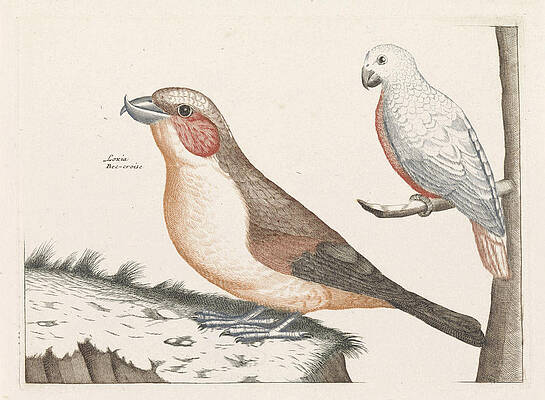 Wall Art - Drawing - In The Foreground A Crossbill, Right On A Branch A White by Anonymous