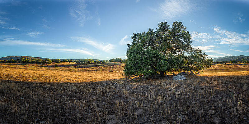 Wall Art - Photograph - In the Shade of an Oak by Alexander Kunz