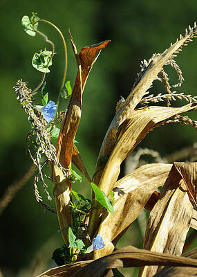 In the Yellow Corn by Rebecca Sherman In the Yellow Corn by Rebecca Sherman