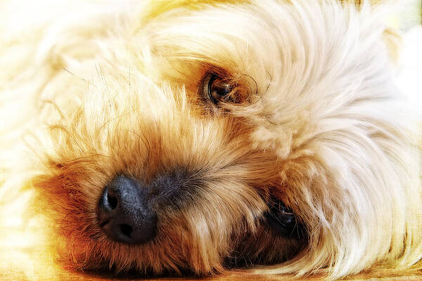 Wall Art - Photograph - In Your Yorkie Dreams by Lincoln Rogers