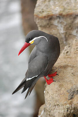 Inca tern by Susan Montgomery Inca tern by Susan Montgomery