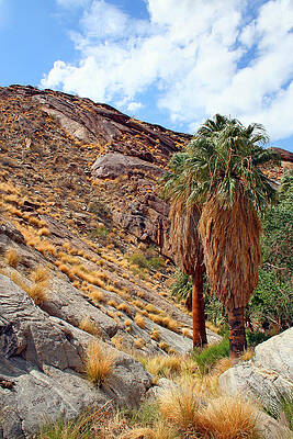 Wall Art - Photograph - Indian Canyons View With Two Palms by Ben and Raisa Gertsberg