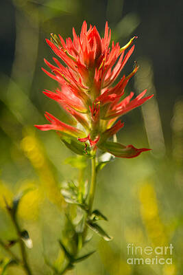 Glacier National Park Photograph - Indian Paintbrush Wildflower by Natural Focal Point Photography