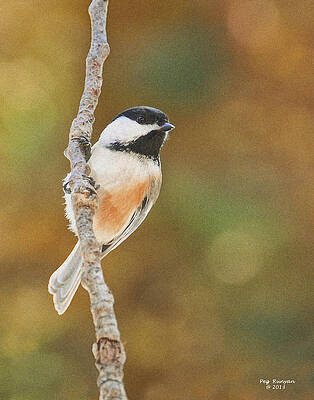 Indian Summer Chickadee by Peg Runyan Indian Summer Chickadee by Peg Runyan