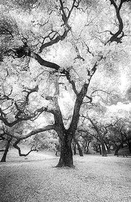 Infrared Oak by Micah Dimitriadis