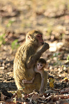 Inquisitive by Fotosas Photography Inquisitive by Fotosas Photography