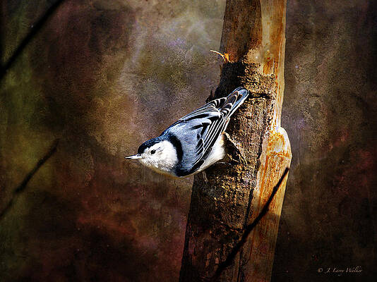 Inquisitive Nuthatch by J Larry Walker Inquisitive Nuthatch by J Larry Walker