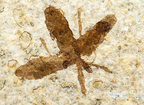 Wall Art - Photograph - Insect Fossil by Millard H. Sharp