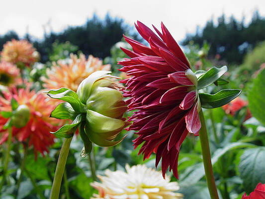 Intimate Blossoms by Noa Mohlabane Intimate Blossoms by Noa Mohlabane