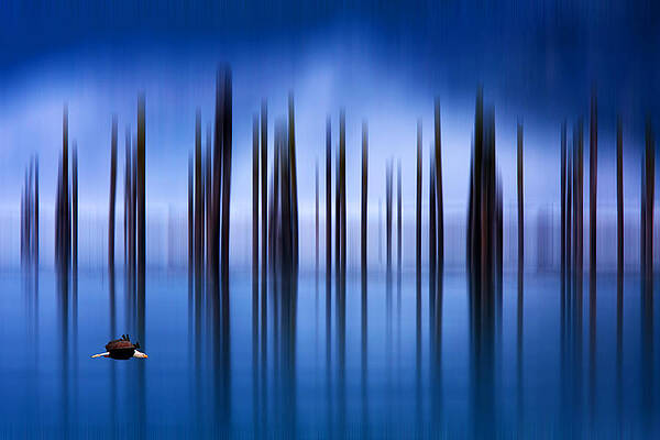 Into the Mist by Phil Dyer Into the Mist by Phil Dyer