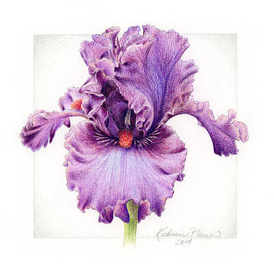 Purple Flowers Drawings Fine Art America