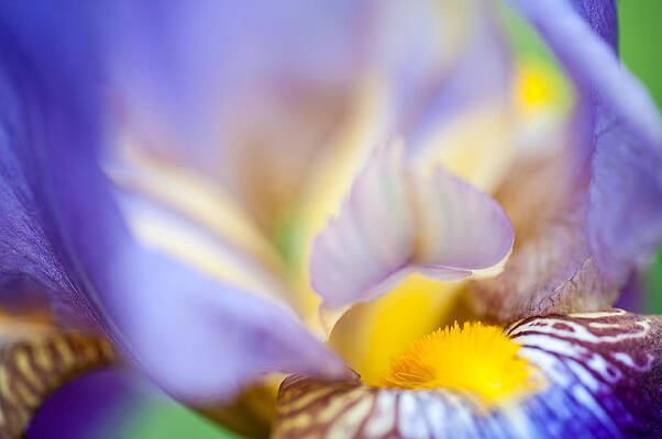 Wall Art - Photograph - Iris Abstract 1. Macro by Jenny Rainbow