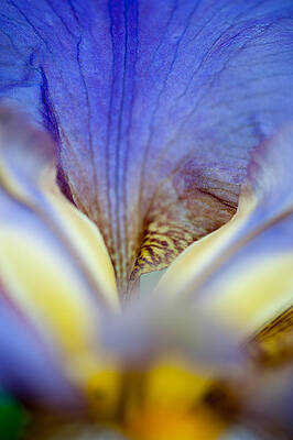 Wall Art - Photograph - Iris Abstract. Macro by Jenny Rainbow