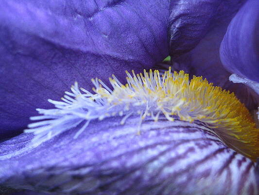 Iris Invitation by Noa Mohlabane Iris Invitation by Noa Mohlabane