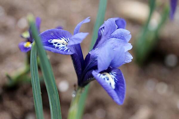 Iris by Margo Miller Iris by Margo Miller