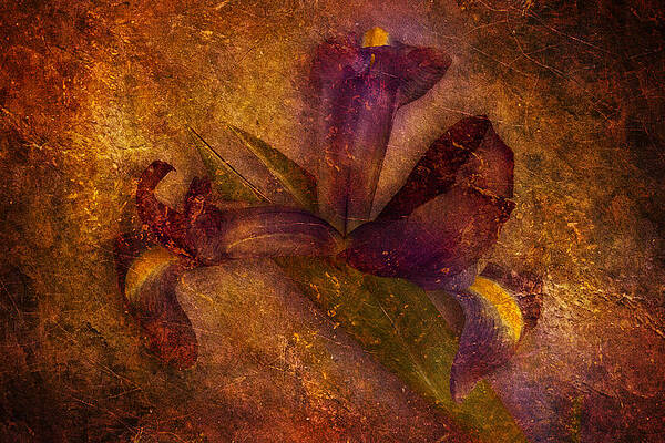 Iris Number Eight by Bob Coates Iris Number Eight by Bob Coates