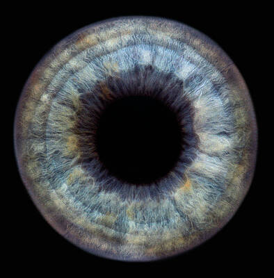 Wall Art - Photograph - Iris Of The Eye by Science Photo Library