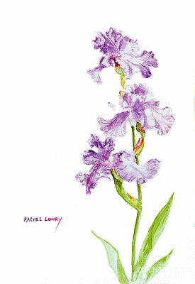 Iris Trio by Rachel Lowry Iris Trio by Rachel Lowry