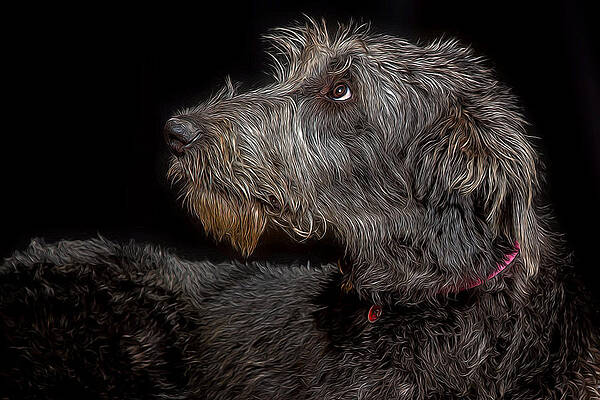 Irish Wolfhound IV by Agustin Uzarraga Irish Wolfhound IV by Agustin Uzarraga