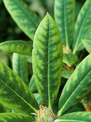 Wall Art - Photograph - Iron Deficiency On Rhodendron by Science Photo Library