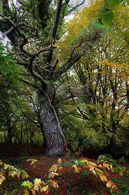 Wall Art - Photograph - Is That Treebeard? by Mark Callanan