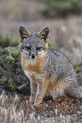 Wall Art - Photograph - Island Fox California by Ch'ien Lee