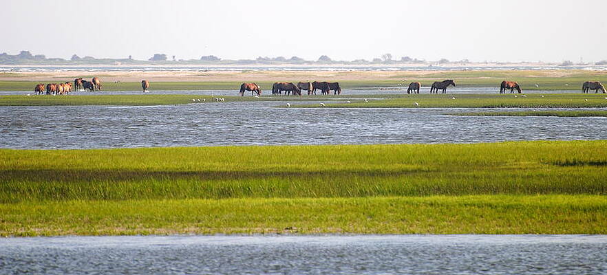 Wall Art - Photograph - Island Pony Scene by Dan Williams