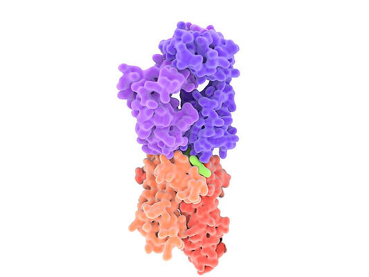 Wall Art - Photograph - Isolated View Of A T-cell Receptor by Juan Gaertner