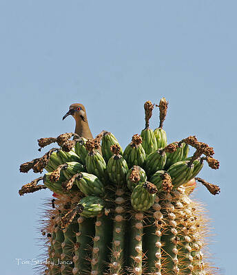 Wall Art - Photograph - It Is Dinner Time by Tom Janca